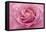 Rose Pink Rose-Cora Niele-Framed Premier Image Canvas