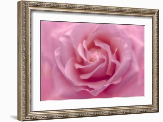 Rose Pink Rose-Cora Niele-Framed Giclee Print