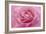 Rose Pink Rose-Cora Niele-Framed Giclee Print