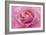 Rose Pink Rose-Cora Niele-Framed Giclee Print