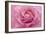 Rose Pink Rose-Cora Niele-Framed Giclee Print