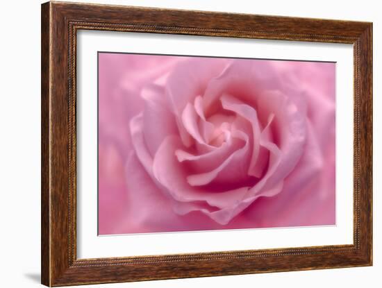 Rose Pink Rose-Cora Niele-Framed Giclee Print