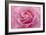 Rose Pink Rose-Cora Niele-Framed Giclee Print