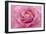 Rose Pink Rose-Cora Niele-Framed Giclee Print