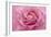 Rose Pink Rose-Cora Niele-Framed Giclee Print