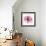 Rose Pink-Albert Koetsier-Framed Art Print displayed on a wall