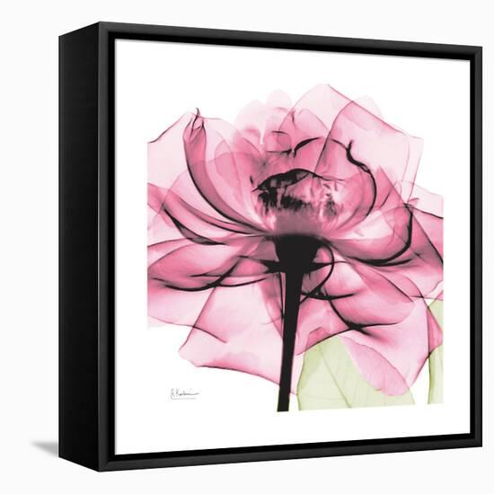 Rose Pink-Albert Koetsier-Framed Stretched Canvas