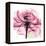 Rose Pink-Albert Koetsier-Framed Stretched Canvas