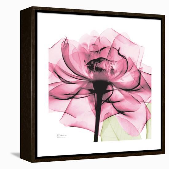 Rose Pink-Albert Koetsier-Framed Stretched Canvas