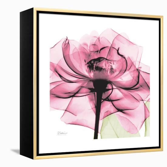 Rose Pink-Albert Koetsier-Framed Stretched Canvas