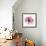 Rose Pink-Albert Koetsier-Framed Premium Giclee Print displayed on a wall