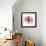 Rose Pink-Albert Koetsier-Framed Premium Giclee Print displayed on a wall