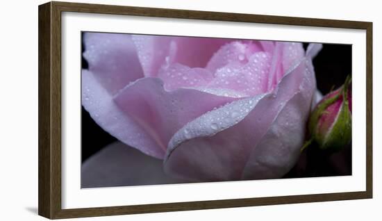 Rose Pink-Charles Bowman-Framed Photographic Print