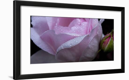 Rose Pink-Charles Bowman-Framed Photographic Print