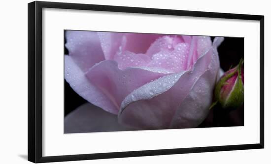 Rose Pink-Charles Bowman-Framed Photographic Print