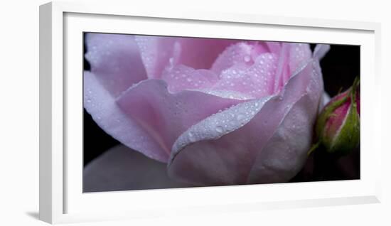 Rose Pink-Charles Bowman-Framed Photographic Print