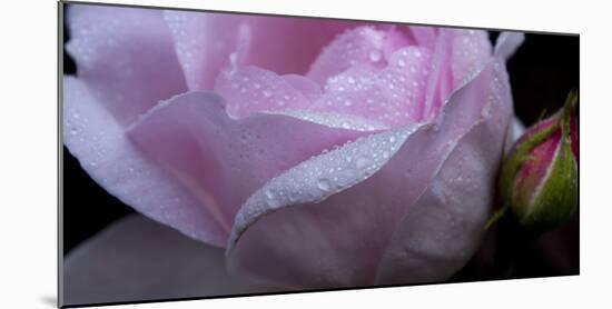 Rose Pink-Charles Bowman-Mounted Photographic Print