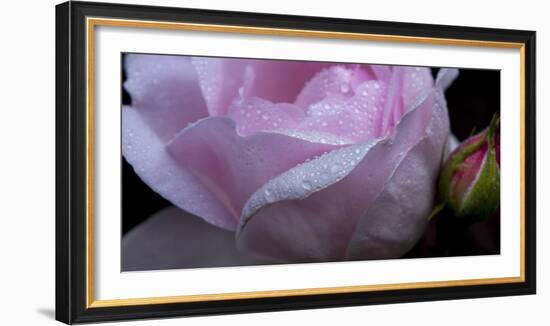 Rose Pink-Charles Bowman-Framed Photographic Print