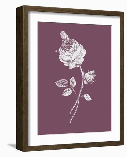 Rose Purple Flower-Jasmine Woods-Framed Art Print