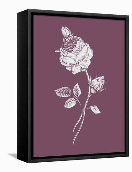 Rose Purple Flower-Jasmine Woods-Framed Stretched Canvas