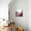 Rose Quartz B-GI ArtLab-Mounted Giclee Print displayed on a wall