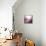 Rose Quartz B-GI ArtLab-Framed Premier Image Canvas displayed on a wall