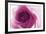 Rose Quartz-Andreas Stridsberg-Framed Giclee Print