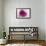 Rose Quartz-Andreas Stridsberg-Framed Giclee Print displayed on a wall