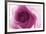 Rose Quartz-Andreas Stridsberg-Framed Giclee Print