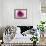 Rose Quartz-Andreas Stridsberg-Framed Giclee Print displayed on a wall