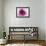 Rose Quartz-Andreas Stridsberg-Framed Giclee Print displayed on a wall