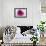 Rose Quartz-Andreas Stridsberg-Framed Giclee Print displayed on a wall