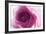 Rose Quartz-Andreas Stridsberg-Framed Giclee Print