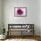 Rose Quartz-Andreas Stridsberg-Framed Giclee Print displayed on a wall