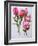 Rose, Queen Elizabeth, 2006-Joan Thewsey-Framed Giclee Print