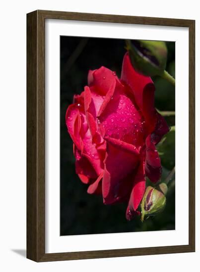 Rose Red 2-Charles Bowman-Framed Photographic Print