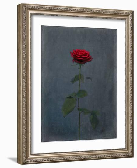 Rose, Red, Icon Love, Still Life-Axel Killian-Framed Photographic Print