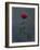 Rose, Red, Icon Love, Still Life-Axel Killian-Framed Photographic Print