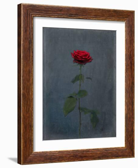 Rose, Red, Icon Love, Still Life-Axel Killian-Framed Photographic Print