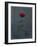 Rose, Red, Icon Love, Still Life-Axel Killian-Framed Photographic Print