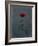 Rose, Red, Icon Love, Still Life-Axel Killian-Framed Photographic Print