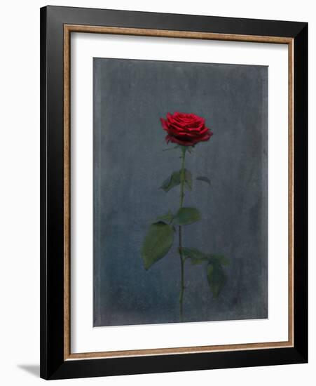 Rose, Red, Icon Love, Still Life-Axel Killian-Framed Photographic Print