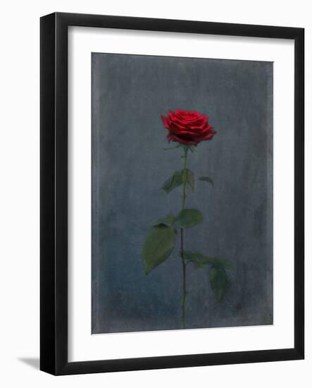 Rose, Red, Icon Love, Still Life-Axel Killian-Framed Photographic Print