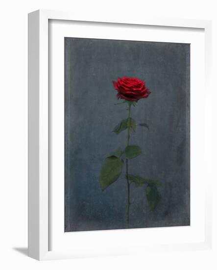 Rose, Red, Icon Love, Still Life-Axel Killian-Framed Photographic Print