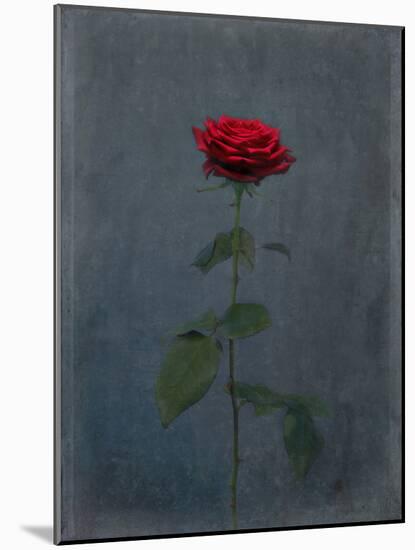 Rose, Red, Icon Love, Still Life-Axel Killian-Mounted Photographic Print