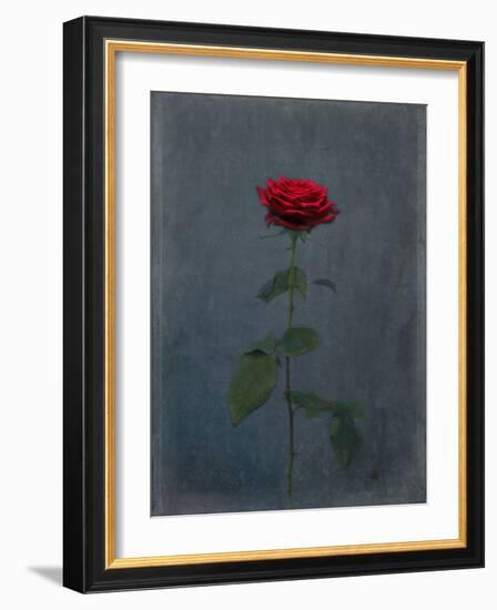 Rose, Red, Icon Love, Still Life-Axel Killian-Framed Photographic Print