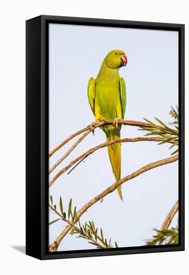 Rose ringed parakeet (Psittacula krameri) perching on branch, India-Panoramic Images-Framed Premier Image Canvas