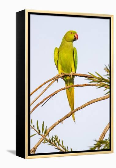 Rose ringed parakeet (Psittacula krameri) perching on branch, India-Panoramic Images-Framed Premier Image Canvas