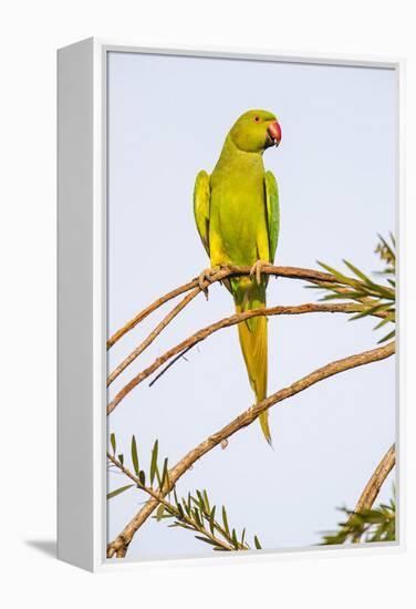 Rose ringed parakeet (Psittacula krameri) perching on branch, India-Panoramic Images-Framed Premier Image Canvas