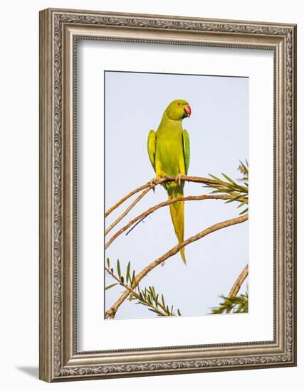 Rose ringed parakeet (Psittacula krameri) perching on branch, India-Panoramic Images-Framed Photographic Print